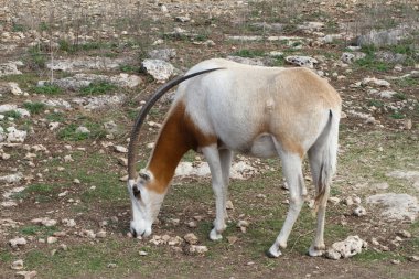 Scimitar Horned Oryx clipart