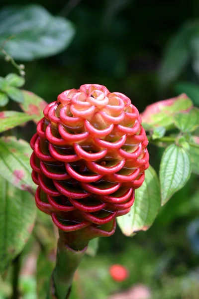 Costa Rican Pitcher Flower — Stock Photo, Image