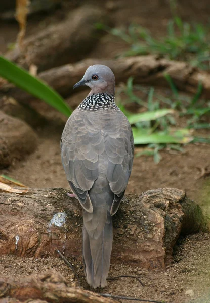 Havajské strakaté Dove — Stock fotografie