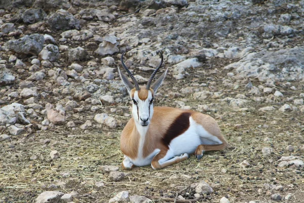 Springbok 3 — Stok fotoğraf