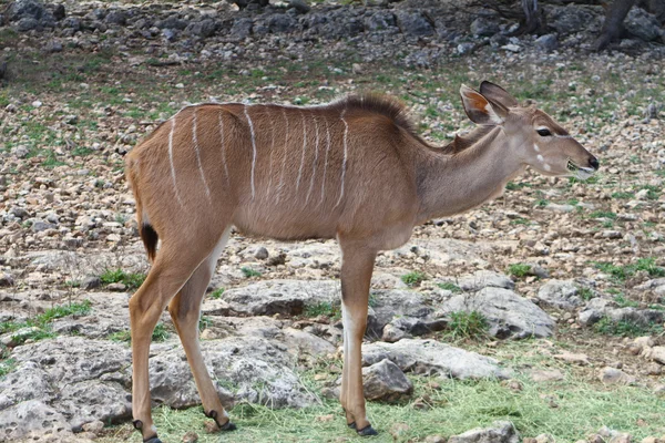 Kudu. — Foto de Stock