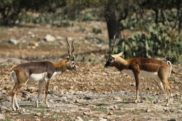 Blackbuck açmazı 3
