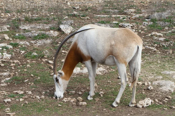 Oryx con cuernos de cimitarra — Foto de Stock