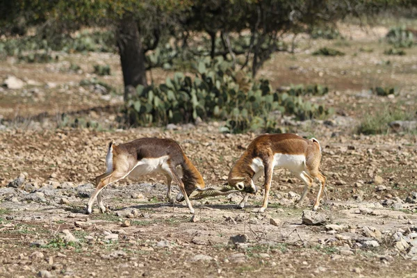 Blackbuck savaş