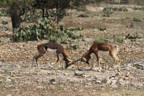 blackbuck Savaşı 2