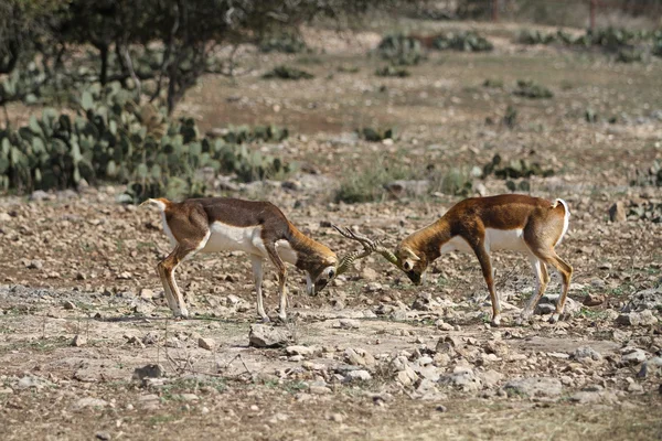 印度黑羚战斗 5 — 图库照片