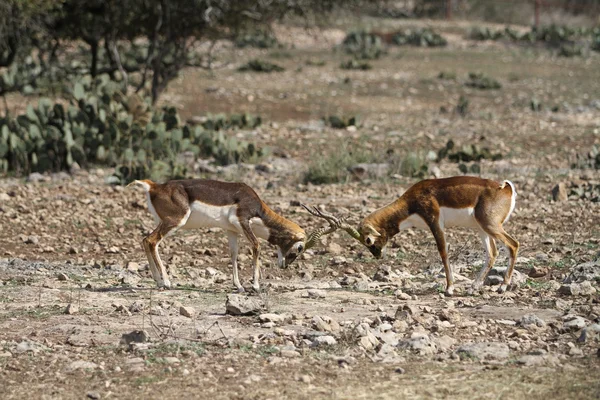 Blackbuck csata 5 — Stock Fotó