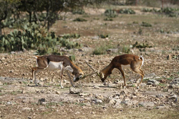 Blackbuck savaş 3