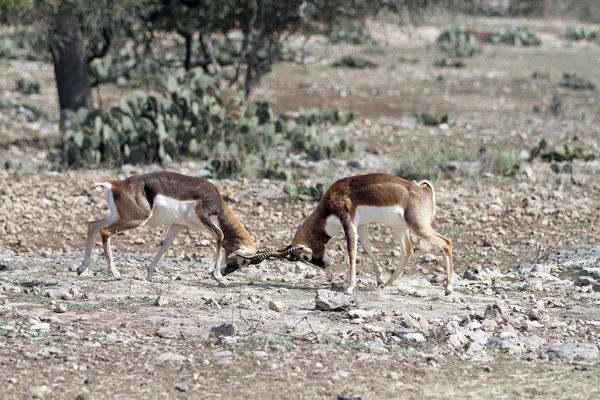 Blackbuck Battaglia 4 — Foto Stock