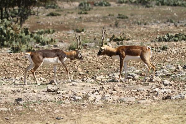 Blackbuck açmazı 4