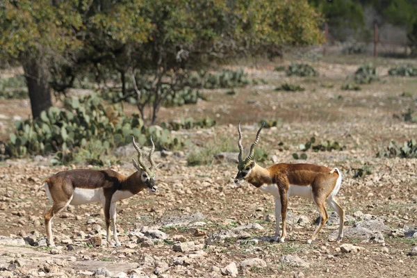 Blackbuck dödläge 2 — Stockfoto