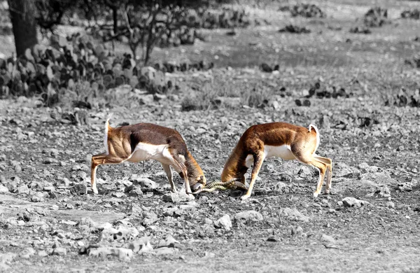 Antilopa Jelení bitva 7 — Stock fotografie