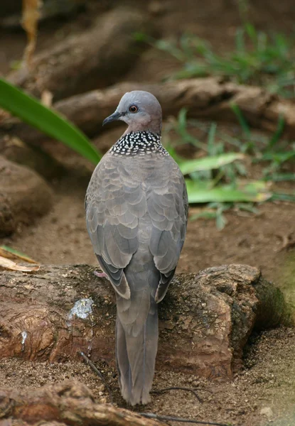Hawaiian Spotted Dove — Stock Photo, Image
