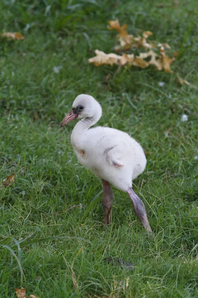 Baby Flamingo ik — Stockfoto