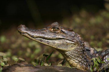 Caiman gator4