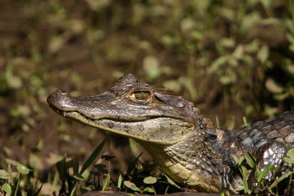 Gator caimano 2 — Foto Stock