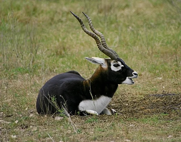 Blackbuck
