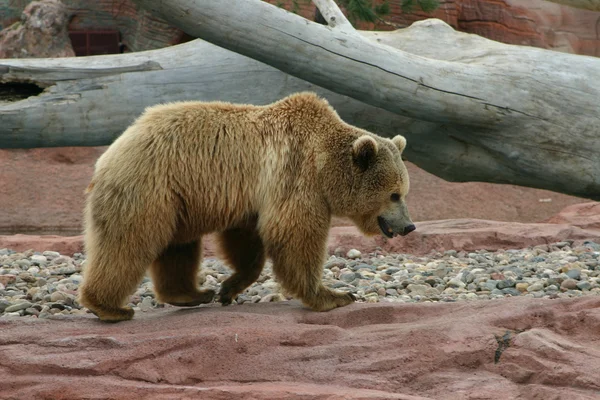 Griz Stomp üzerinde — Stok fotoğraf