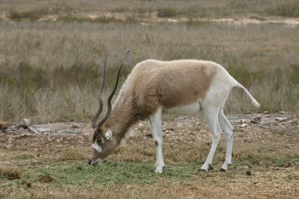 Addax 1 — Stok fotoğraf