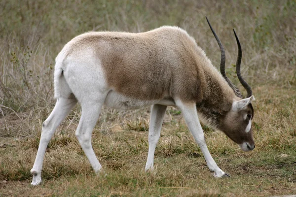 Addax 3