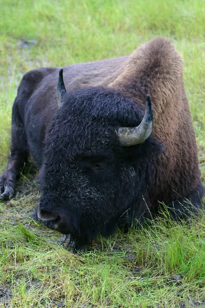 Bison — Stockfoto