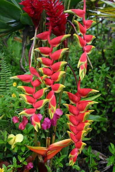 Heliconia çiçek küme