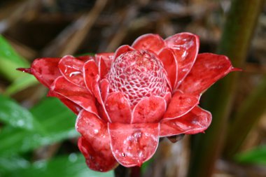 Meşale kırmızı Ginger Flower4