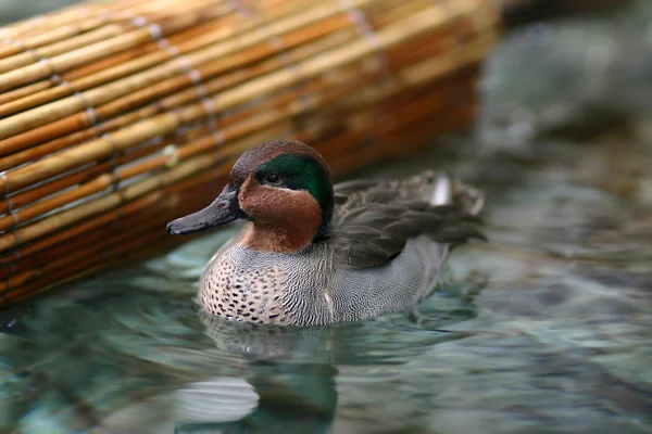 Avrasya deniz mavisi yüzmek