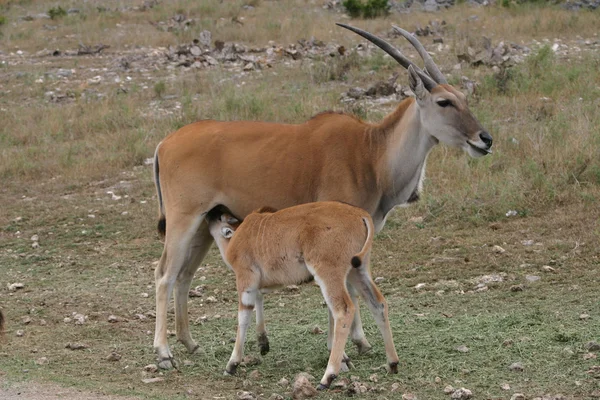 Kudu bebé amamantando a mamá — Foto de Stock