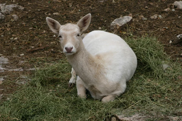 Avanak geyik yavrusu