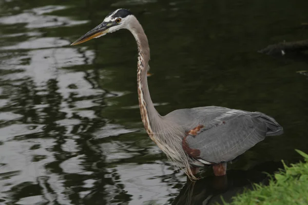 Büyük Mavi Balıkçıl