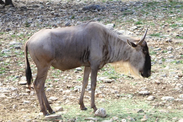 GNU Wildebeest