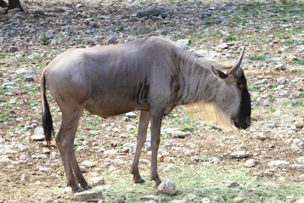 GNU Wildebeest — Stok fotoğraf