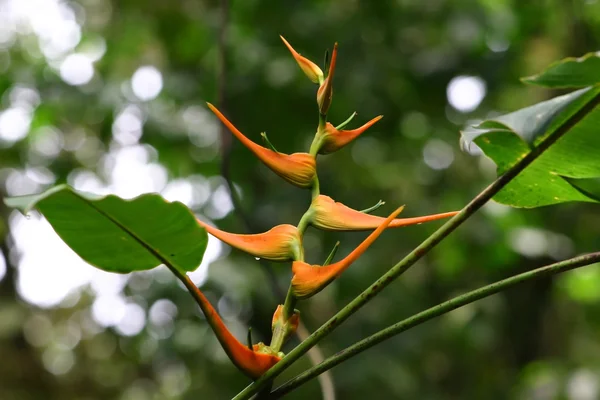 오렌지 heliconia — 스톡 사진