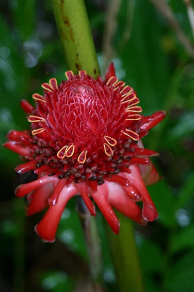 Meşale kırmızı Ginger Flower2