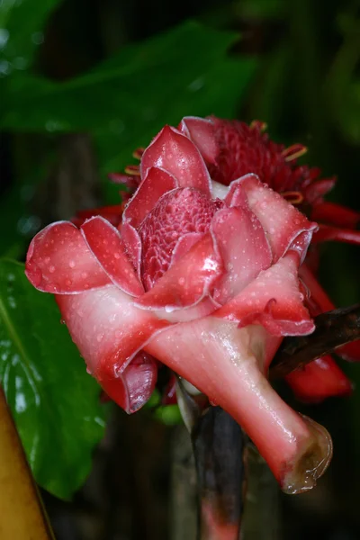 붉은 생강 Flower3 성화 — 스톡 사진