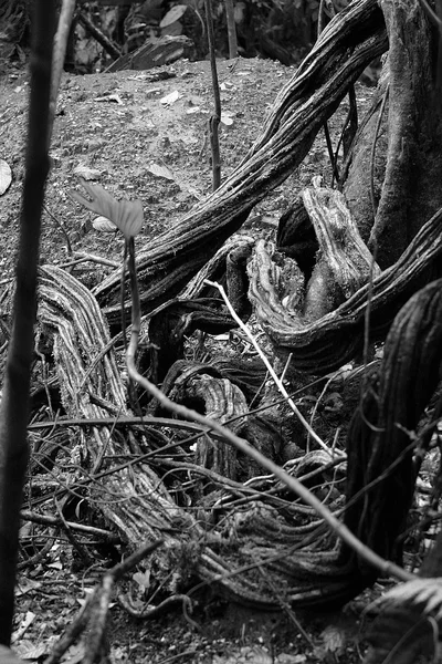 Bükülmüş orman üzüm