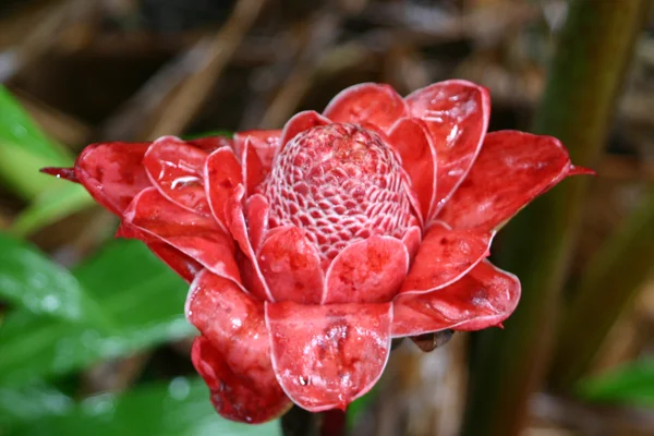 Pochodeň červené Ginger Flower4 Stock Fotografie