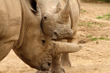 Beyaz gergedan savaş 1