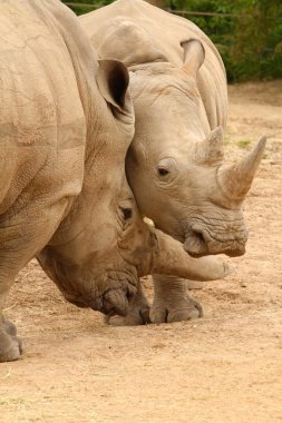 White Rhinoceros Battle 2 clipart