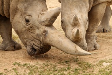 Beyaz gergedan savaş 5