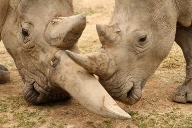 Beyaz gergedan savaş 6