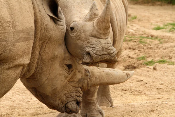 Beyaz gergedan savaş 1