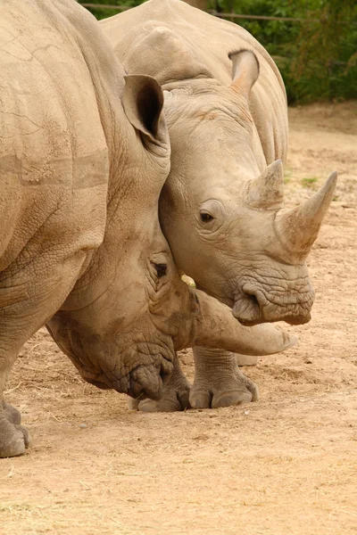 Nosorožec tuponosý bitva 2 — Stock fotografie