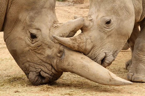 Batalha de rinoceronte branco 3 — Fotografia de Stock