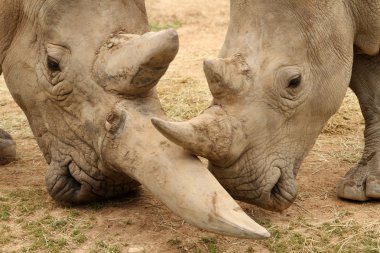 Beyaz gergedan savaş 7