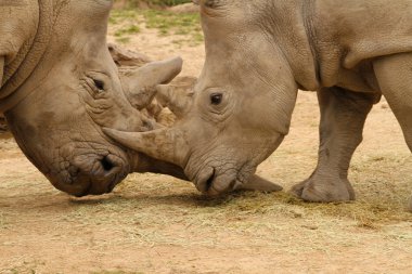 Beyaz gergedan savaş 9