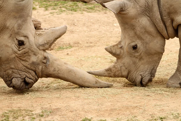 Nosorožec tuponosý bitva 8 — Stock fotografie