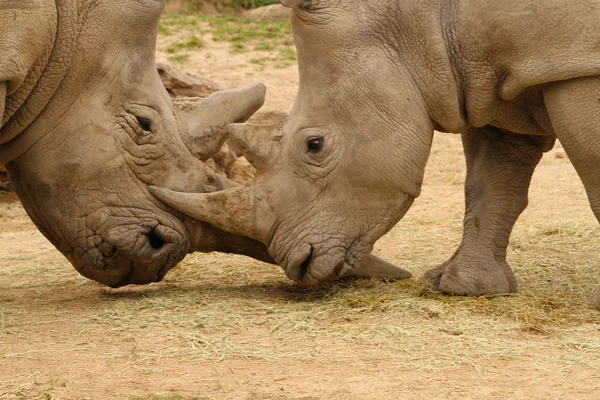 Beyaz gergedan savaş 9