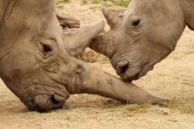 Beyaz gergedan savaş 12